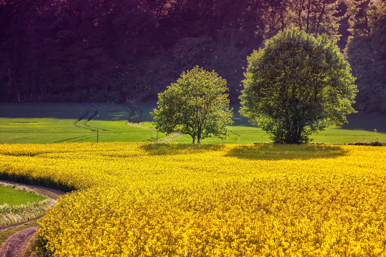 explorez le monde de l'agriculture, un secteur essentiel qui façonne notre alimentation et notre environnement. découvrez les pratiques durables, les innovations technologiques et les défis actuels qui façonnent l'avenir de l'agriculture.