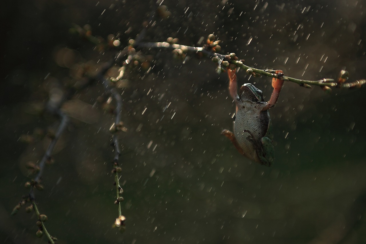 découvrez les initiatives essentielles pour la préservation de la forêt amazonienne, véritable poumon de notre planète. explorez les efforts pour protéger la biodiversité unique de cette région, lutter contre la déforestation et soutenir les communautés locales impliquées dans la conservation.