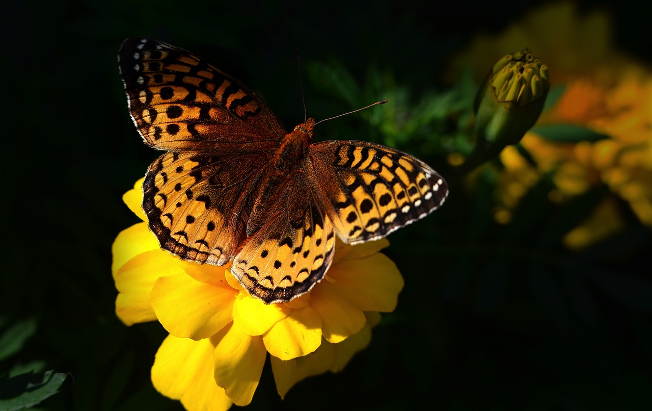 découvrez l'importance de la biodiversité et son rôle essentiel dans le maintien de notre écosystème. apprenez comment préserver la variété des espèces et favoriser un environnement durable pour les générations futures.