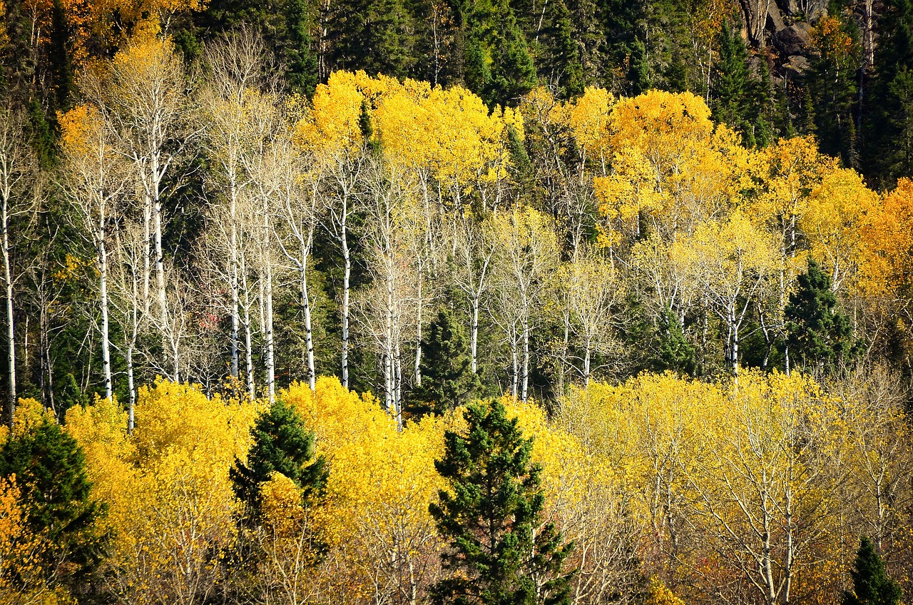 découvrez l'importance de la biodiversité, sa richesse et son impact sur notre écosystème. apprenez comment préserver notre environnement et favoriser la coexistence des espèces.