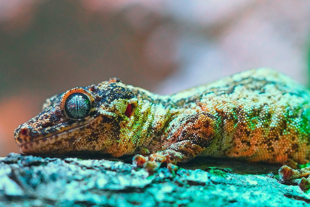 découvrez l'importance de la biodiversité pour notre planète, son rôle vital dans l'écosystème, et les actions à entreprendre pour la préserver. apprenez comment protéger les espèces et les habitats pour garantir un avenir durable.