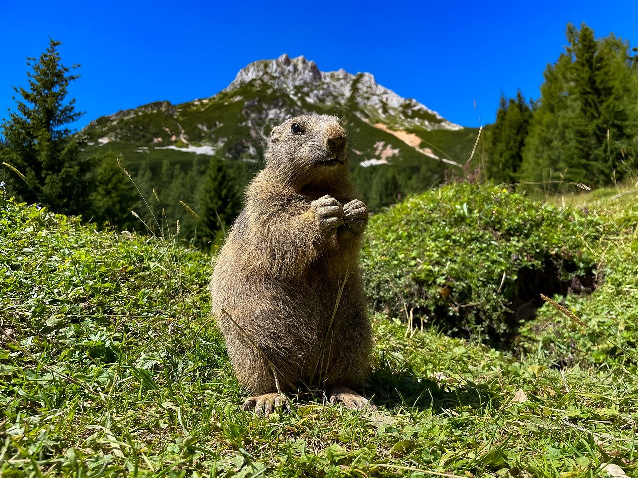 découvrez l'importance de la biodiversité pour notre planète. explorez les différentes espèces, leur rôle dans l'écosystème et les actions à entreprendre pour les préserver. un voyage au cœur de la nature et de ses merveilles.