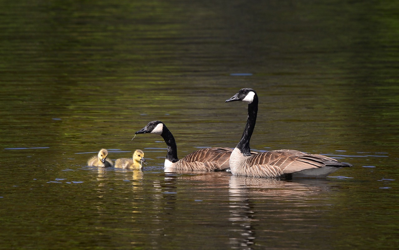 découvrez la diversité de la biodiversité, une richesse naturelle essentielle à notre environnement. apprenez comment les écosystèmes, les espèces et les interactions entre elles contribuent à la santé de notre planète et à notre bien-être.