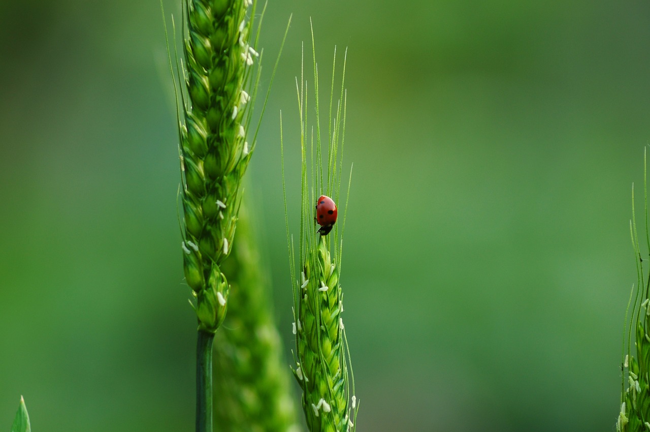 découvrez la richesse de la biodiversité, un trésor naturel essentiel à la vie sur terre. explorez les différentes espèces, leurs habitats et l'importance de préserver cet écosystème fragile pour les générations futures.