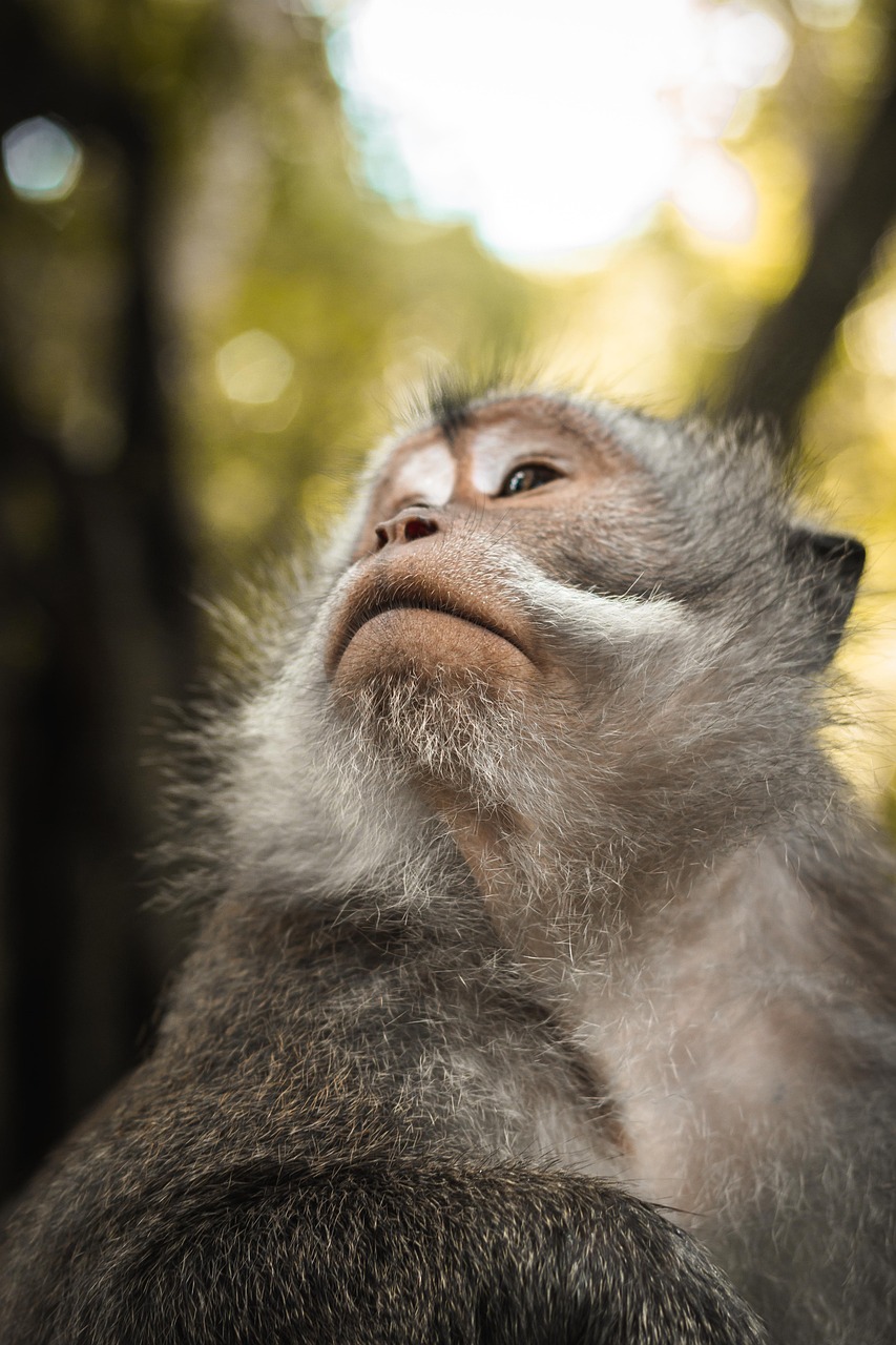 découvrez l'importance de la biodiversité pour notre planète. explorez les différents écosystèmes, la variété des espèces et les enjeux de la conservation. engagez-vous pour protéger notre environnement et promouvoir un avenir durable.