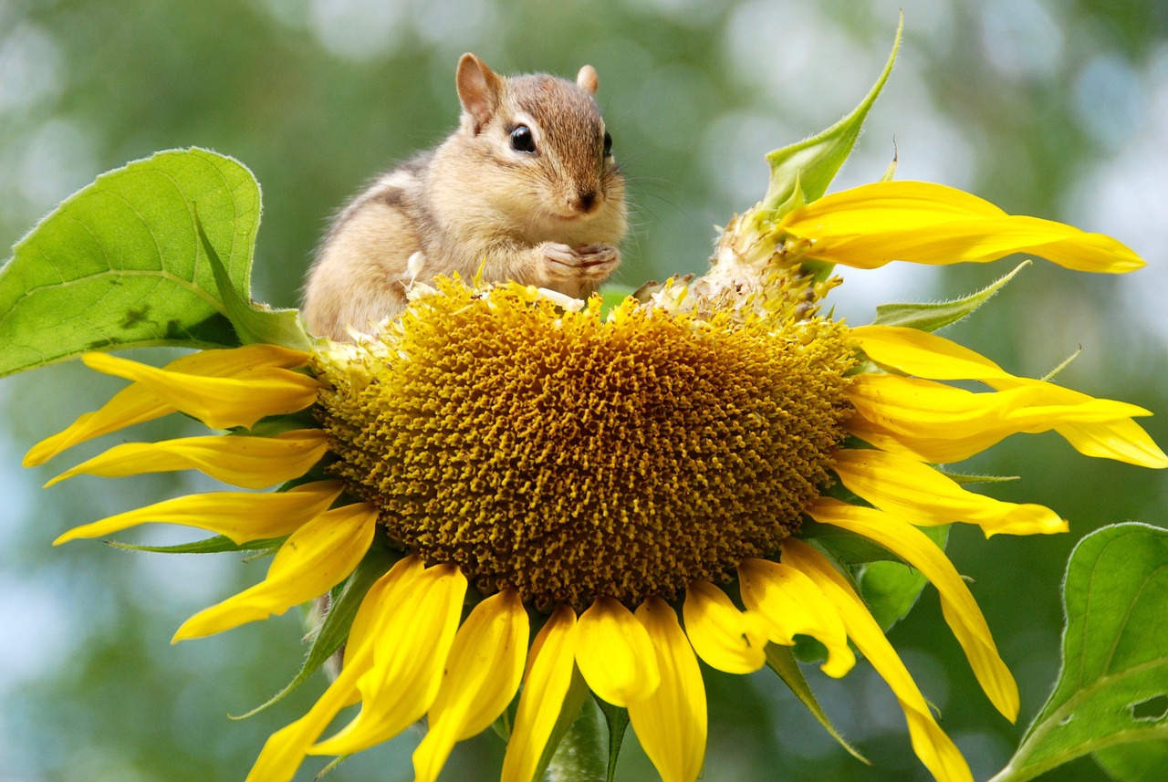 découvrez l'importance de la biodiversité pour notre planète, son rôle dans l'écosystème et les efforts de conservation nécessaires pour préserver la richesse des espèces et des habitats.