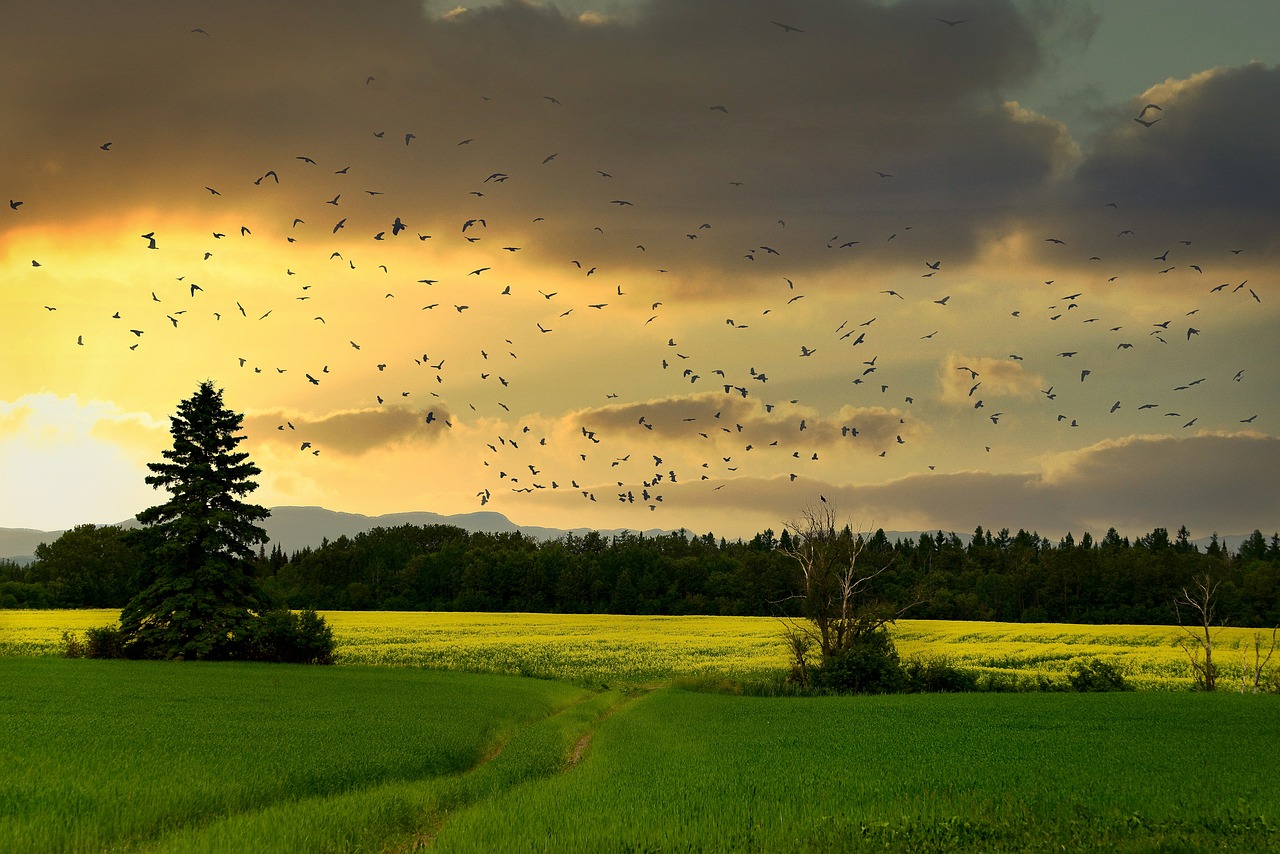 découvrez l'importance de la biodiversité pour notre planète, ses enjeux, ses menaces et des solutions pour la protéger. apprenez comment chaque espèce, des plus grandes aux plus petites, joue un rôle crucial dans l'équilibre de nos écosystèmes.