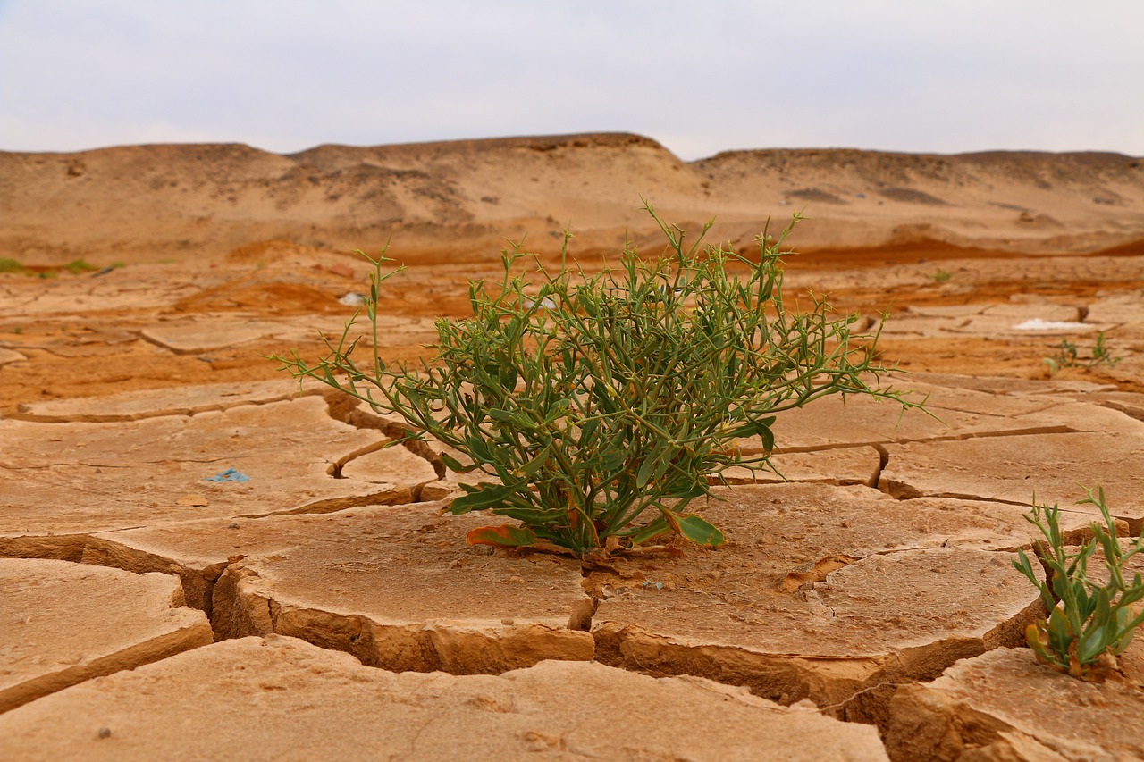 découvrez les enjeux du changement climatique, ses impacts sur notre planète et les solutions pour atténuer ses effets. informez-vous sur la nécessité d'agir pour préserver notre environnement et garantir un avenir durable.