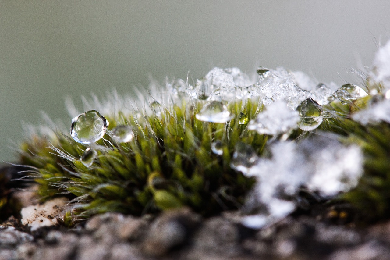 découvrez comment la transition écologique façonne notre avenir en adoptant des pratiques durables, en réduisant notre empreinte carbone et en préservant la biodiversité. explorez les initiatives innovantes et les enjeux cruciaux pour un monde plus vert.