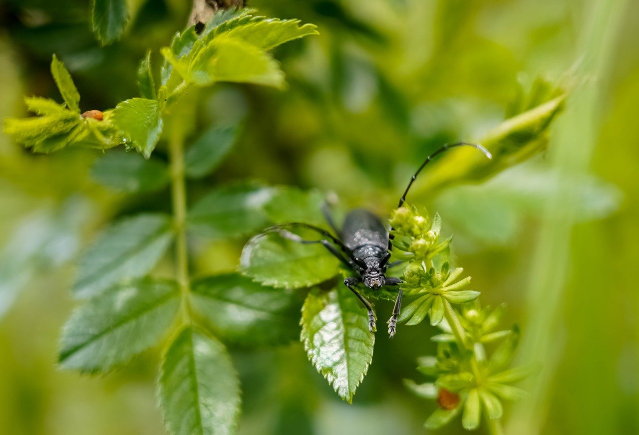 découvrez le monde fascinant de l'écologie, une science essentielle qui étudie les interactions entre les êtres vivants et leur environnement. apprenez comment préserver notre planète et promouvoir un avenir durable grâce à des pratiques respectueuses de la nature.