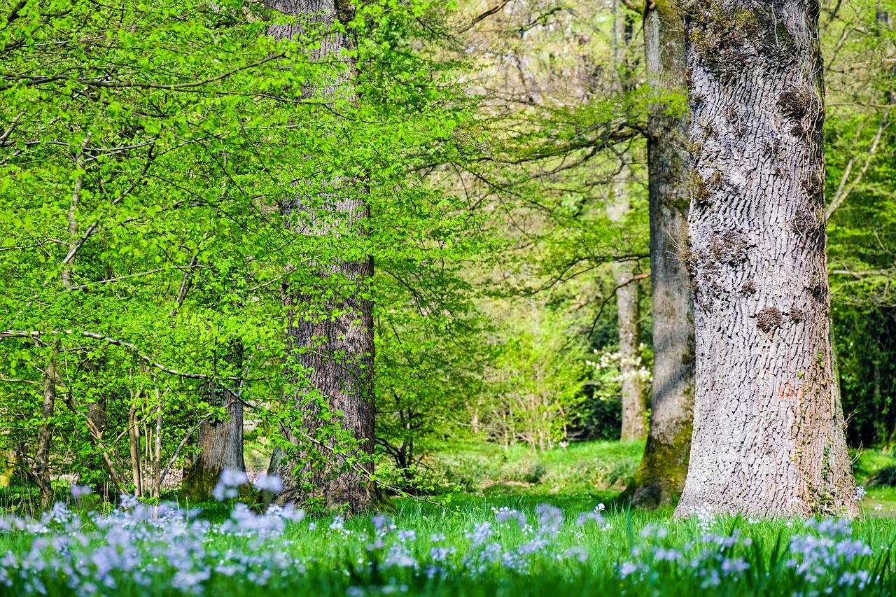 découvrez l'écologie, l'étude des interactions entre les êtres vivants et leur environnement. explorez les enjeux environnementaux, la biodiversité et les solutions durables pour préserver notre planète.