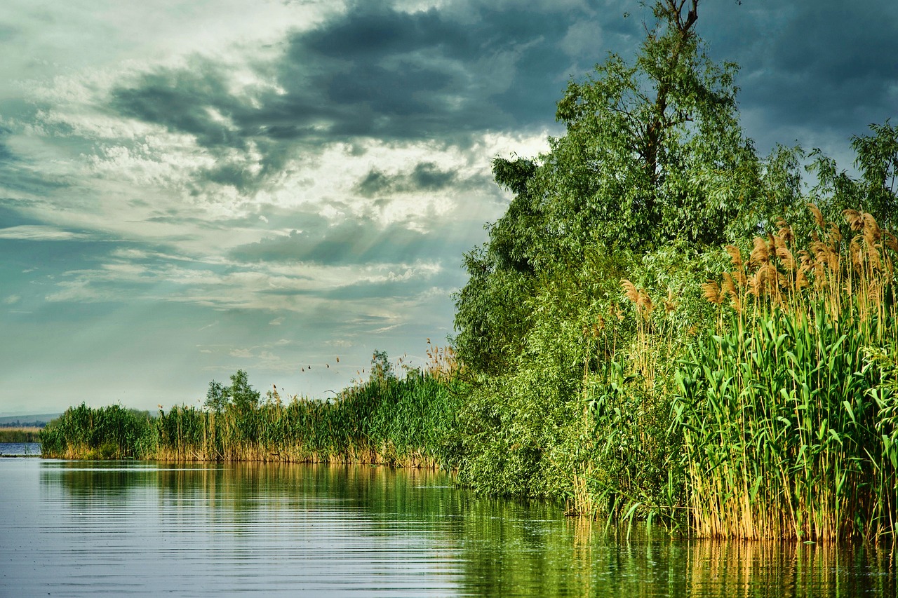 découvrez l'importance des écosystèmes dans notre environnement. explorez les interactions entre les êtres vivants et leur habitat, et comprenez comment préserver la biodiversité pour un avenir durable.