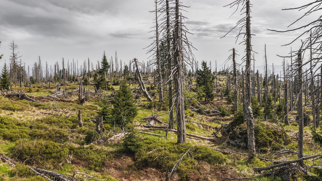 découvrez les défis environnementaux auxquels notre planète est confrontée, notamment le changement climatique, la pollution, la perte de biodiversité et la gestion des ressources naturelles. explorez des solutions durables et des actions concrètes pour préserver notre environnement pour les générations futures.