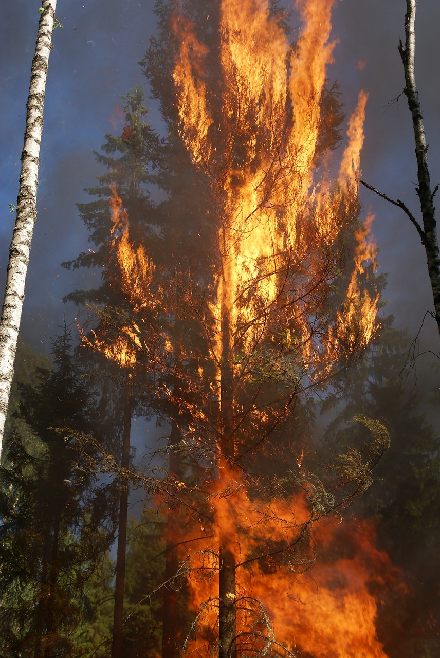 découvrez l'importance de la conservation des forêts, un enjeu crucial pour la biodiversité, le climat et les communautés. apprenez comment préserver ces écosystèmes vitaux et soutenir des initiatives écologiques.