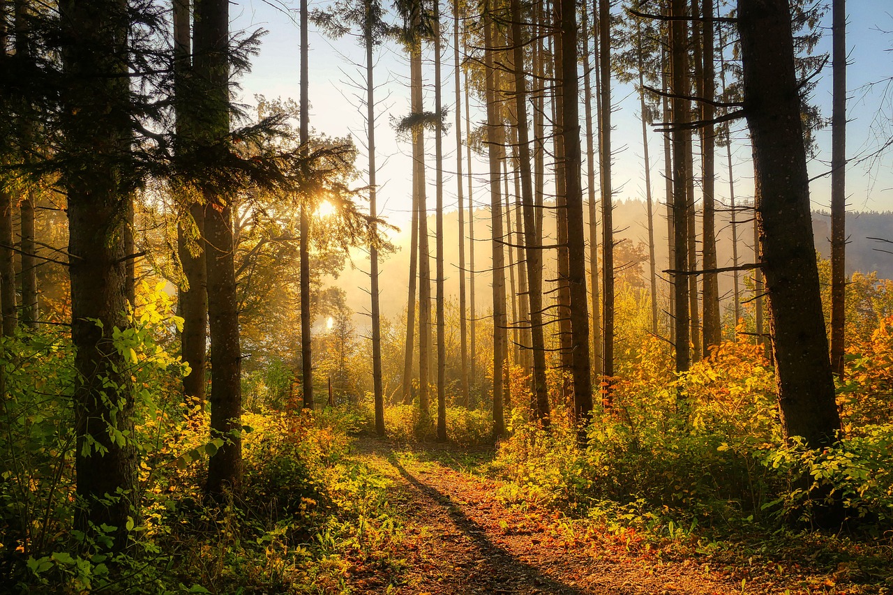 découvrez la majesté des forêts, des écosystèmes vitaux pour la biodiversité et le climat. explorez leur beauté, leur importance pour notre planète et les défis auxquels elles font face aujourd'hui.