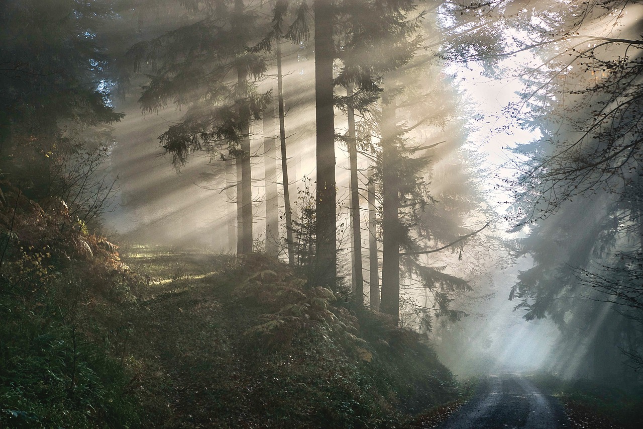 découvrez l'univers fascinant des forêts, véritables trésors de biodiversité. explorez leur rôle essentiel dans l'écosystème, leur importance pour la régulation du climat et leur beauté inégalée. plongez dans la magie des forêts et apprenez comment les protéger.