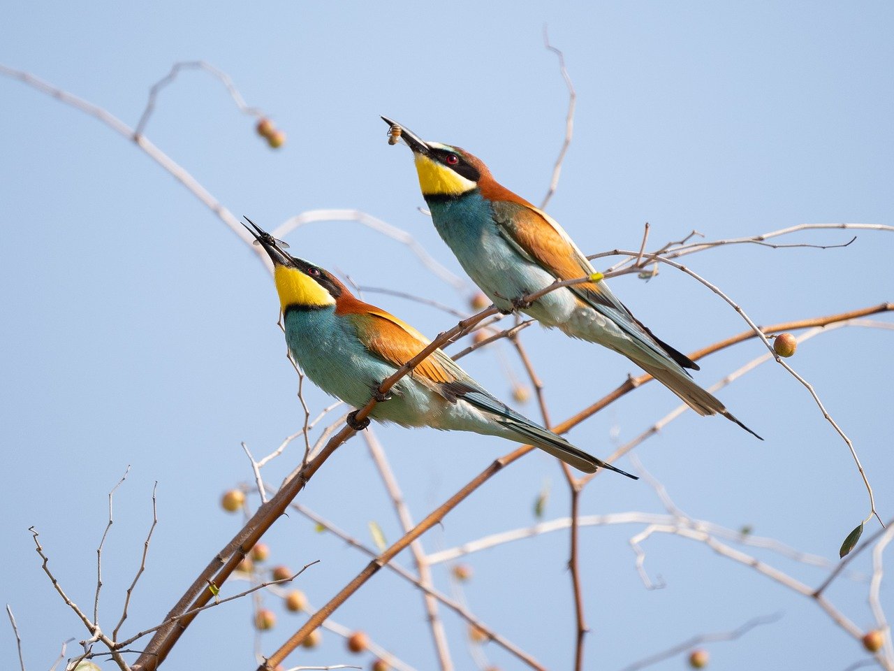 découvrez l'importance de la restauration des habitats pour préserver la biodiversité et revitaliser les écosystèmes. explorez les méthodes et les initiatives qui visent à restaurer les milieux naturels dégradés et à protéger la faune et la flore.