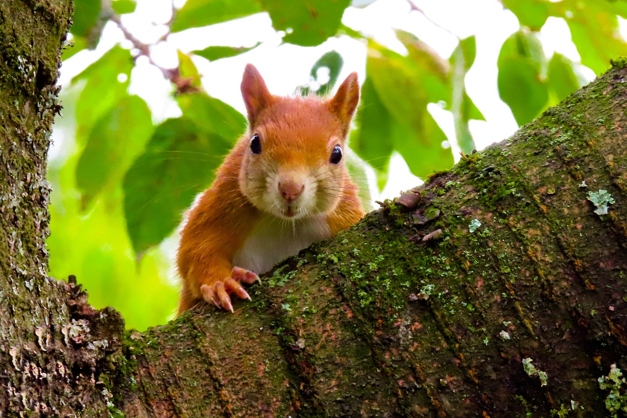 découvrez l'importance de la restauration des habitats pour préserver la biodiversité et restaurer les écosystèmes. explorez les techniques et initiatives qui permettent de redonner vie aux environnements naturels dégradés.