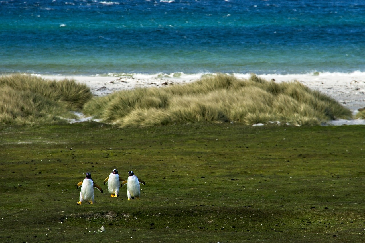 découvrez les techniques d'habitat restoration pour rétablir l'équilibre écologique des écosystèmes. apprenez comment revitaliser les habitats naturels, soutenir la biodiversité et favoriser la durabilité environnementale.