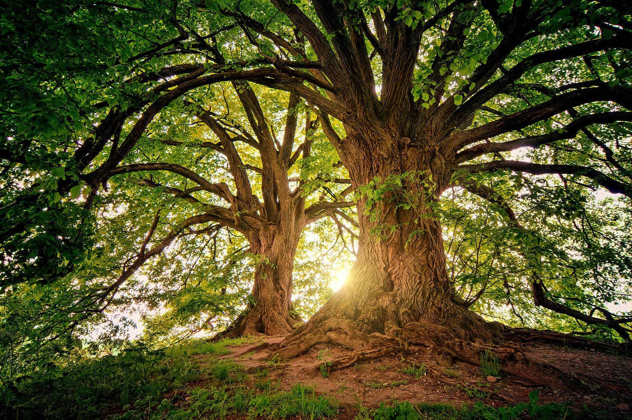 découvrez la beauté et la diversité de la nature à travers des paysages époustouflants, une faune fascinante et une flore luxuriante. plongez dans l'harmonie naturelle et laissez-vous inspirer par les merveilles de notre planète.