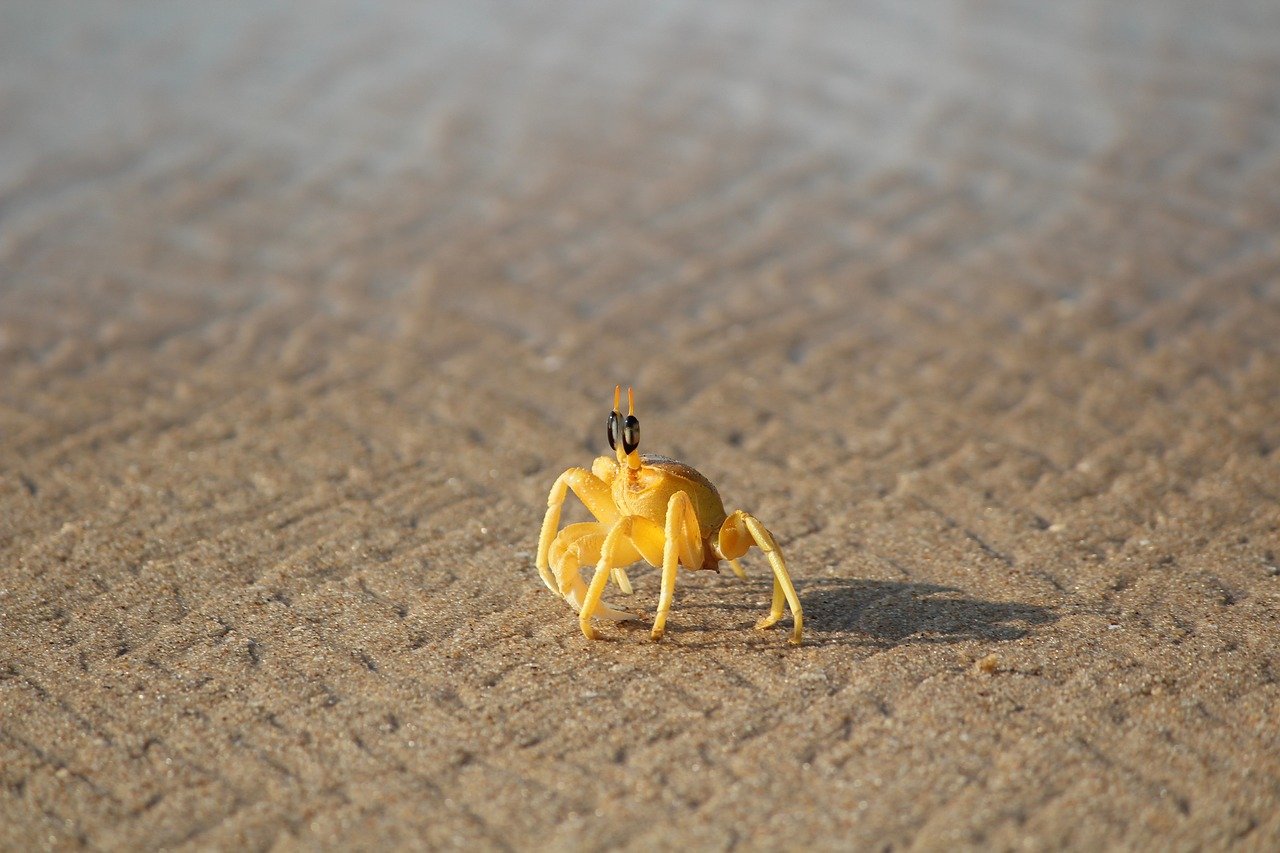 découvrez l'immensité des océans, symbole de beauté et de mystère. plongez dans un monde fascinant où la biodiversité marine s'épanouit et apprenez comment préserver ces trésors bleus pour les générations futures.