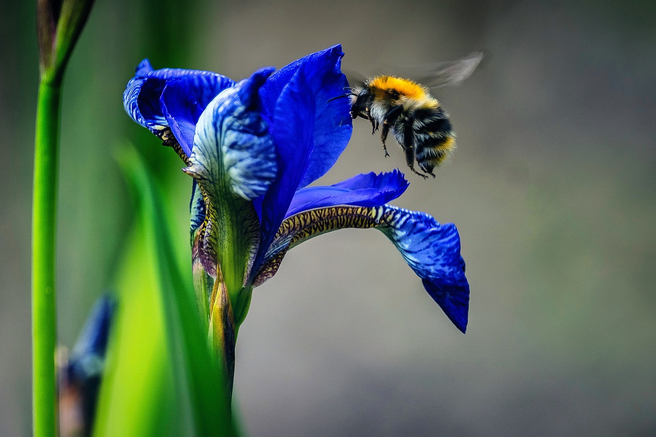 découvrez l'importance de la pollinisation pour les écosystèmes et l'agriculture. apprenez comment les pollinisateurs, tels que les abeilles et les papillons, jouent un rôle essentiel dans la reproduction des plantes et la production alimentaire. explorez des solutions pour protéger ces espèces vitales.