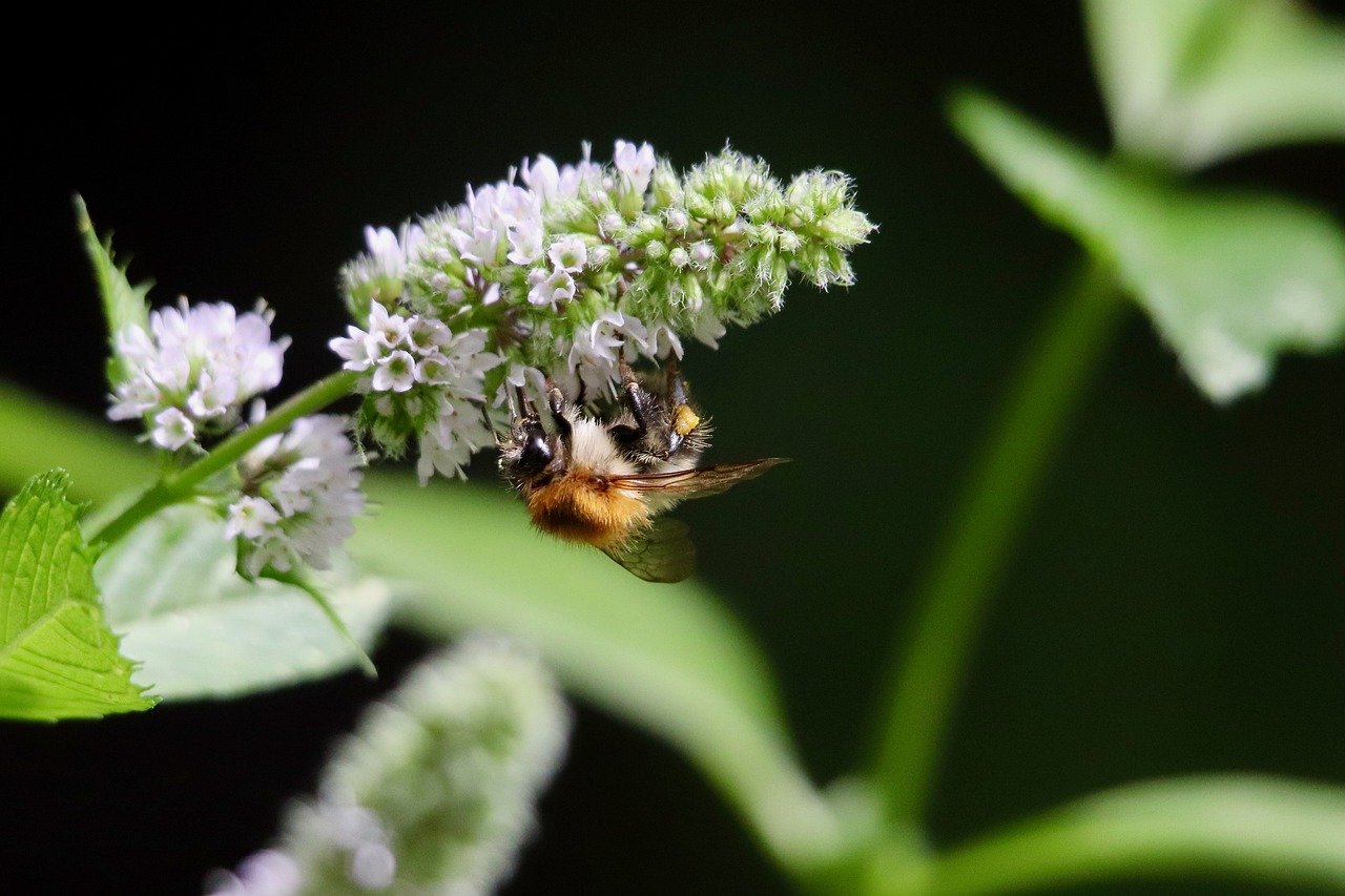 découvrez le processus fascinant de la pollinisation, essentiel à la reproduction des plantes et à la production alimentaire. apprenez comment les insectes, le vent et l'eau contribuent à ce phénomène crucial pour la biodiversité et l'équilibre des écosystèmes.