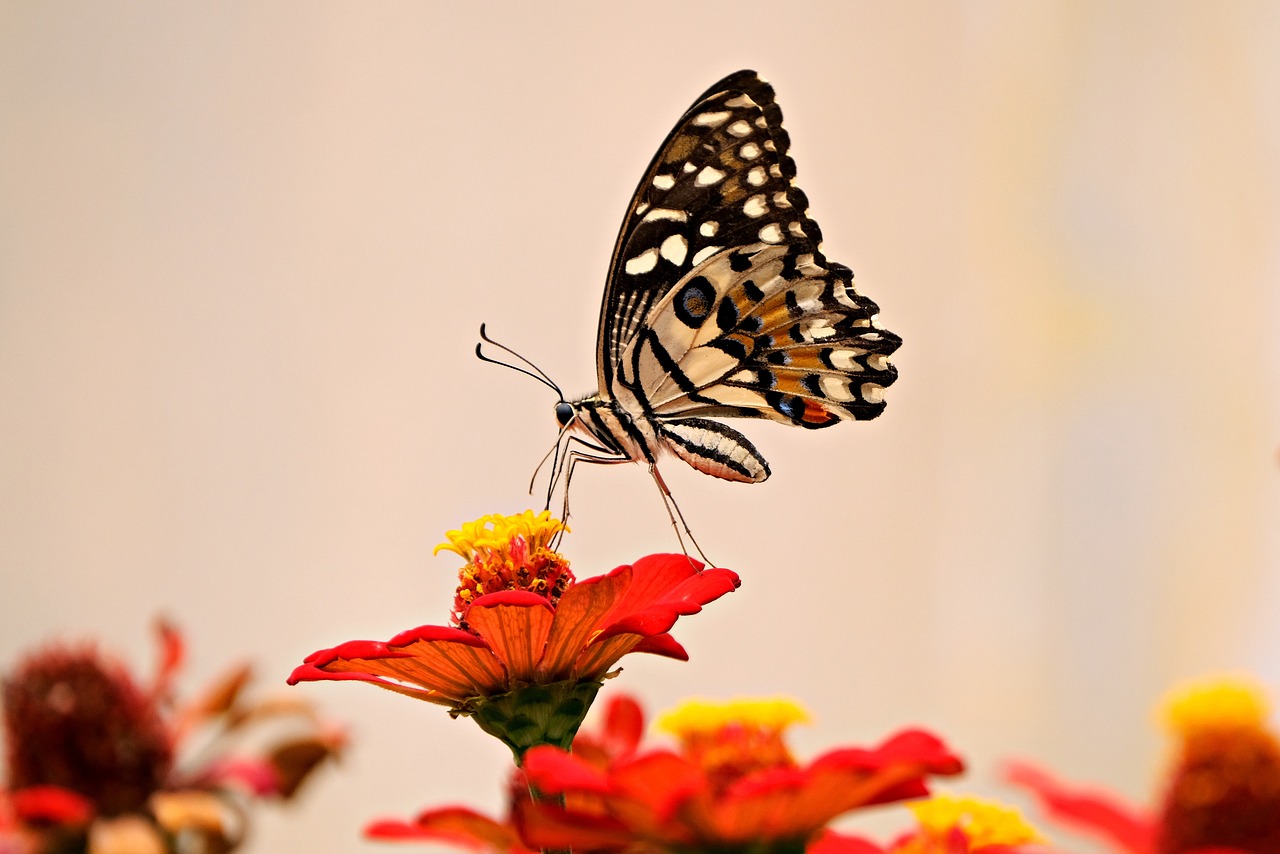 découvrez le fascinant processus de la pollinisation, essentiel à la reproduction des plantes et à la biodiversité. apprenez comment les abeilles, les oiseaux et le vent contribuent à la fertilisation des fleurs et à la production des fruits.