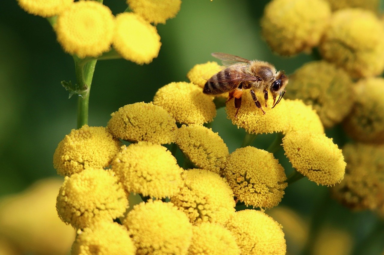 découvrez le processus essentiel de la pollinisation, clé de la reproduction des plantes et de la biodiversité. explorez son rôle crucial dans l'agriculture et l'environnement, ainsi que les menaces qui pèsent sur les pollinisateurs.