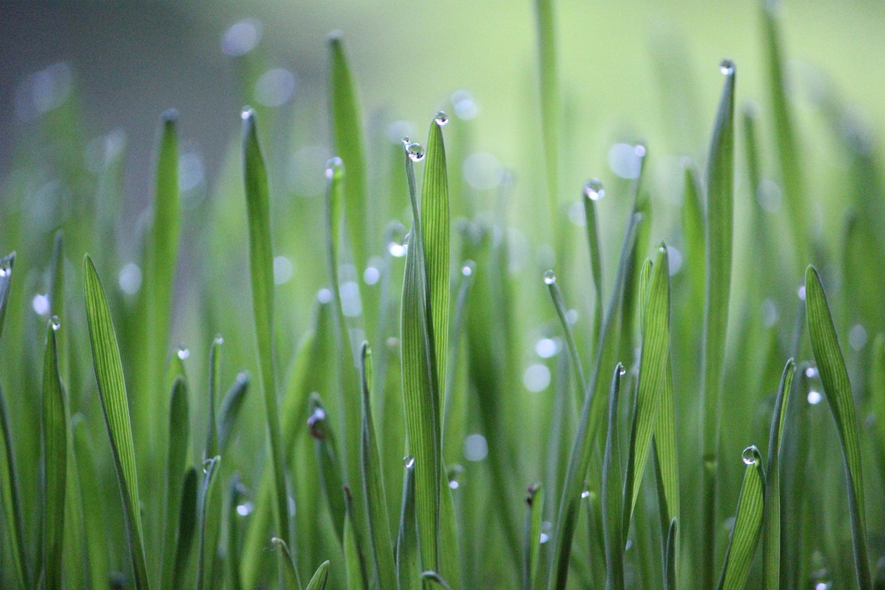 découvrez l'agriculture de précision, une méthode innovante intégrant technologie et données pour optimiser les rendements, réduire les coûts et minimiser l'impact environnemental. transformez vos pratiques agricoles avec des solutions sur mesure.