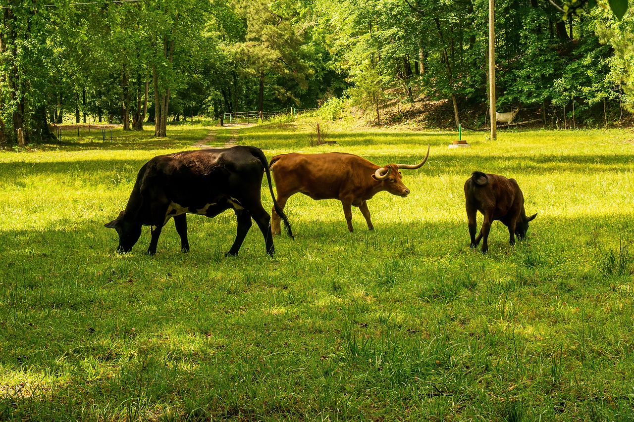 découvrez des méthodes efficaces pour réduire votre empreinte carbone. adoptez des pratiques écologiques et contribuez à la préservation de l'environnement tout en améliorant votre qualité de vie.