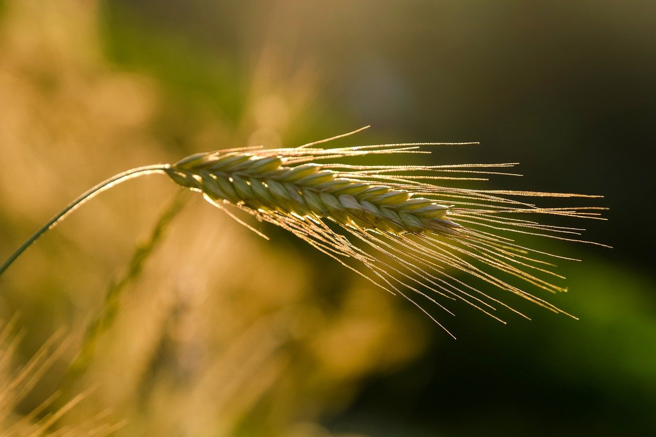 découvrez les pratiques de l'agriculture durable qui préservent l'environnement tout en assurant une production alimentaire responsable et éthique. explorez des solutions innovantes pour un futur agricole respectueux des ressources naturelles.