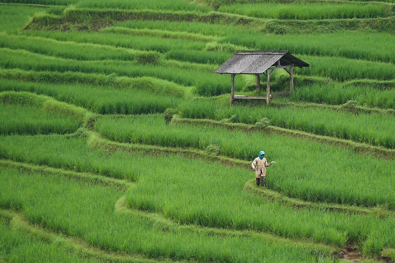 découvrez les principes de l'agriculture durable, une approche respectueuse de l'environnement qui favorise la biodiversité, réduit l'usage des pesticides et préserve les ressources naturelles tout en garantissant des récoltes viables pour les générations futures.