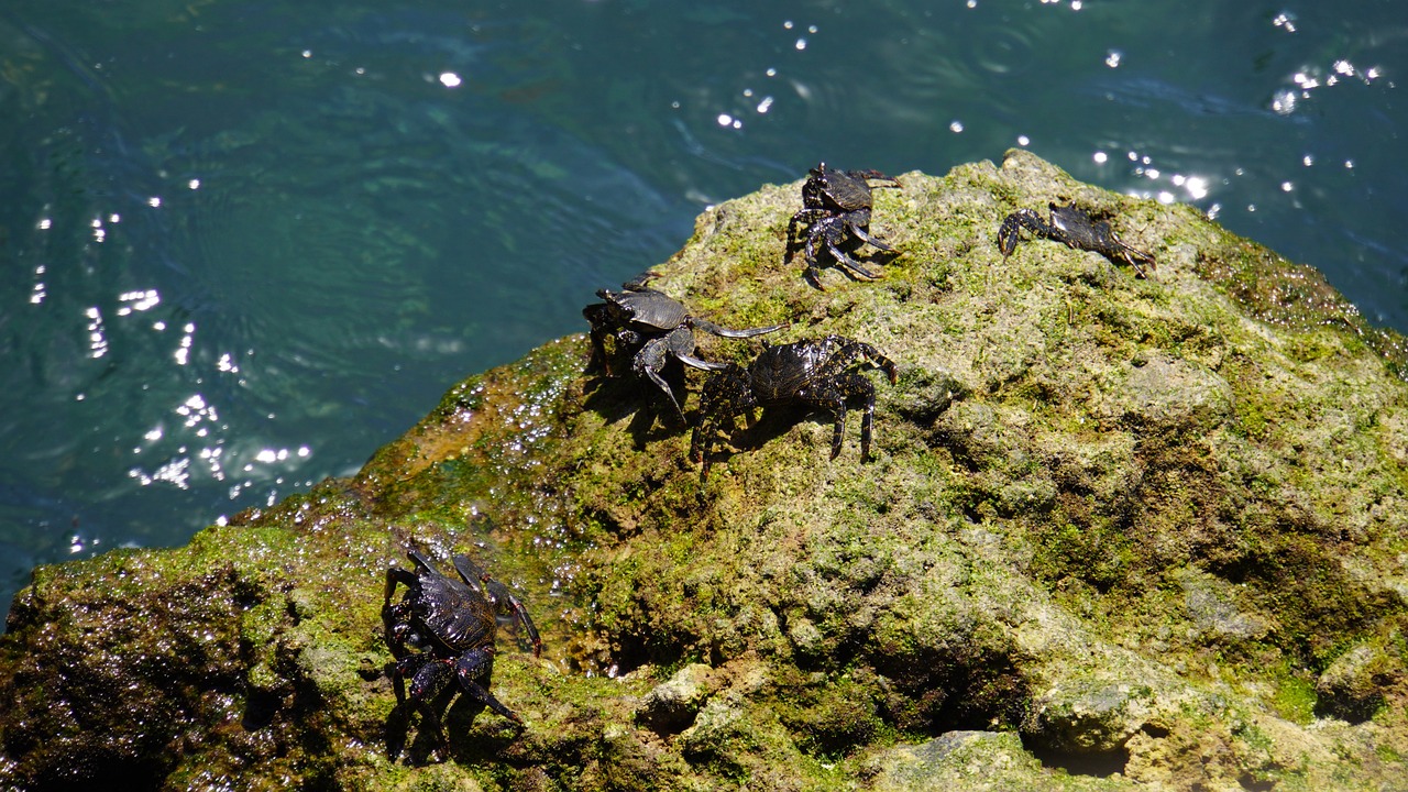 Impact des changements climatiques sur la biodiversité des océans