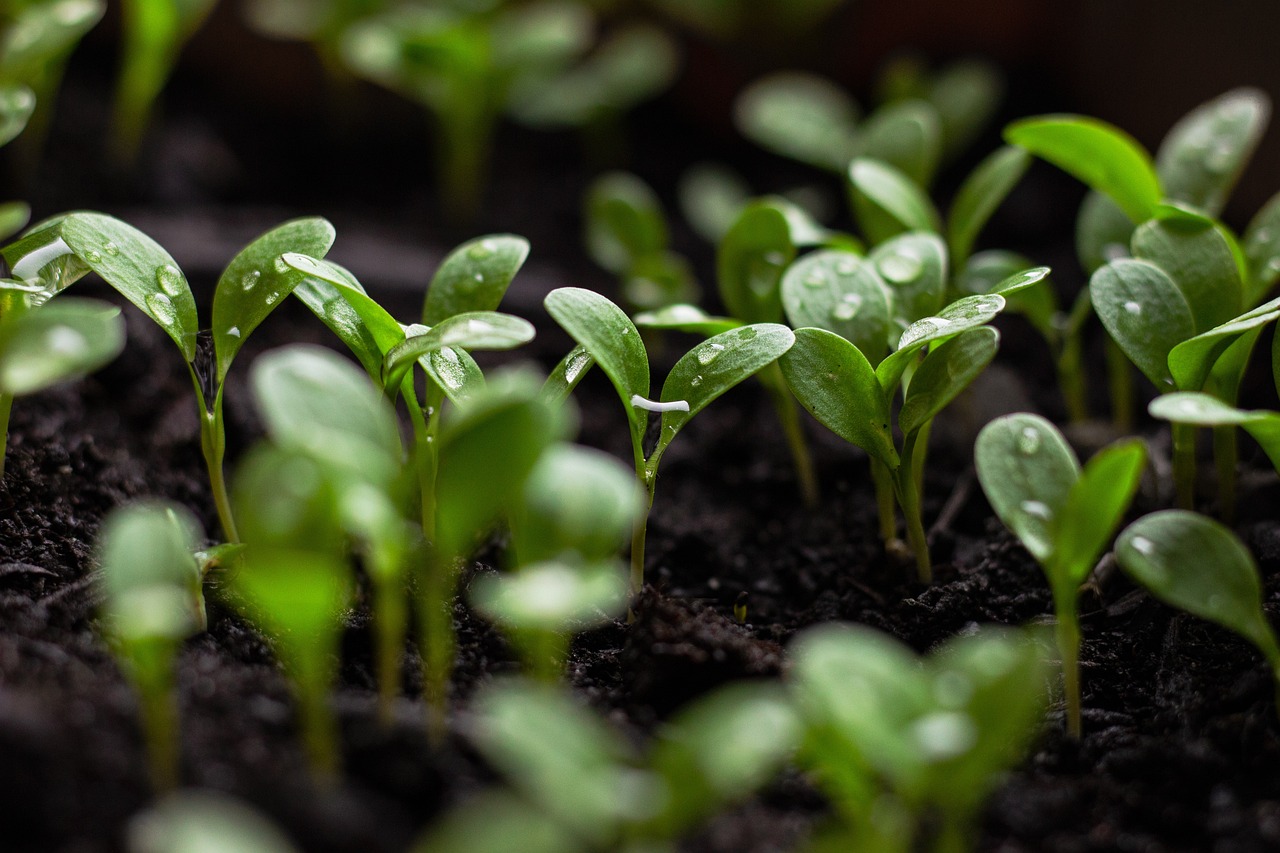 Le rôle de l’agriculture durable dans la lutte climatique