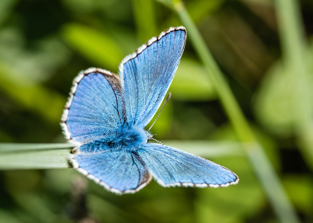 Les effets du réchauffement sur la biodiversité terrestre