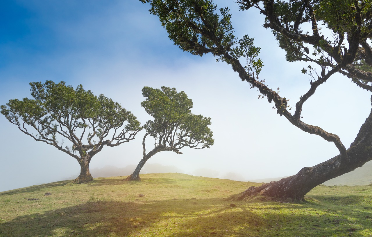 Les forêts tropicales : poumons de la planète et biodiversité