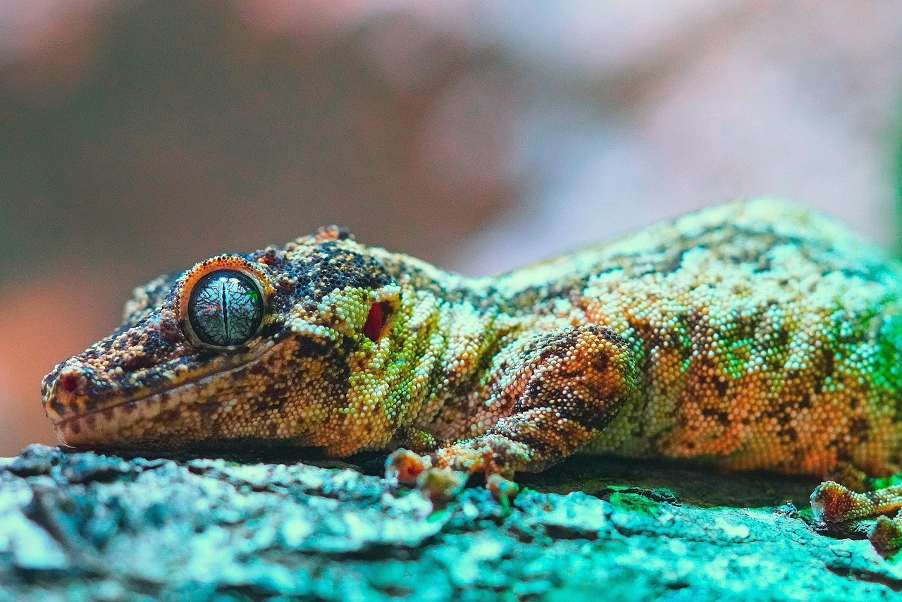 découvrez l'importance de la biodiversité, ses bienfaits pour notre planète et nos vies, ainsi que les actions à entreprendre pour la protéger et préserver les écosystèmes. engagée pour un avenir durable, la biodiversité est essentielle à l'équilibre de notre environnement.