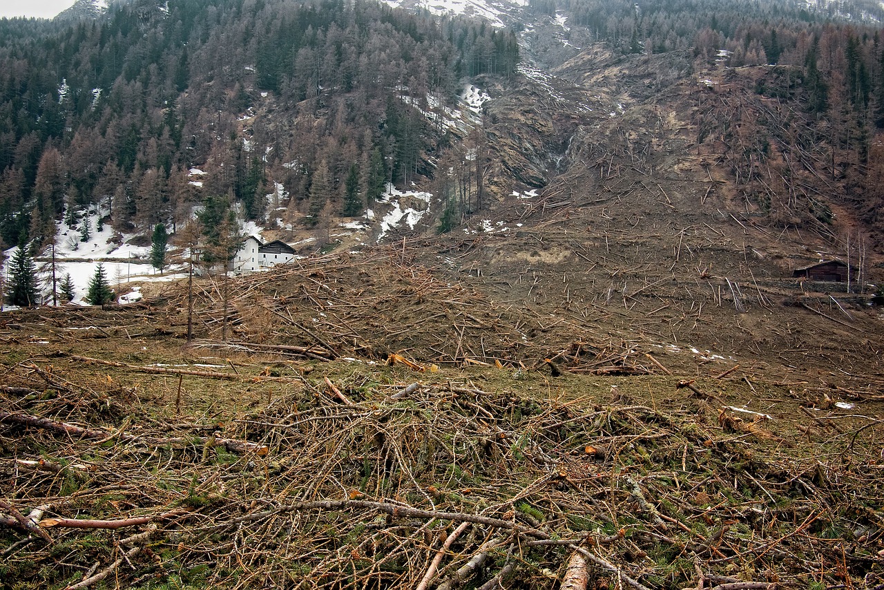 découvrez les enjeux de la déforestation : ses causes, ses impacts sur l'environnement et les actions possibles pour préserver nos forêts.