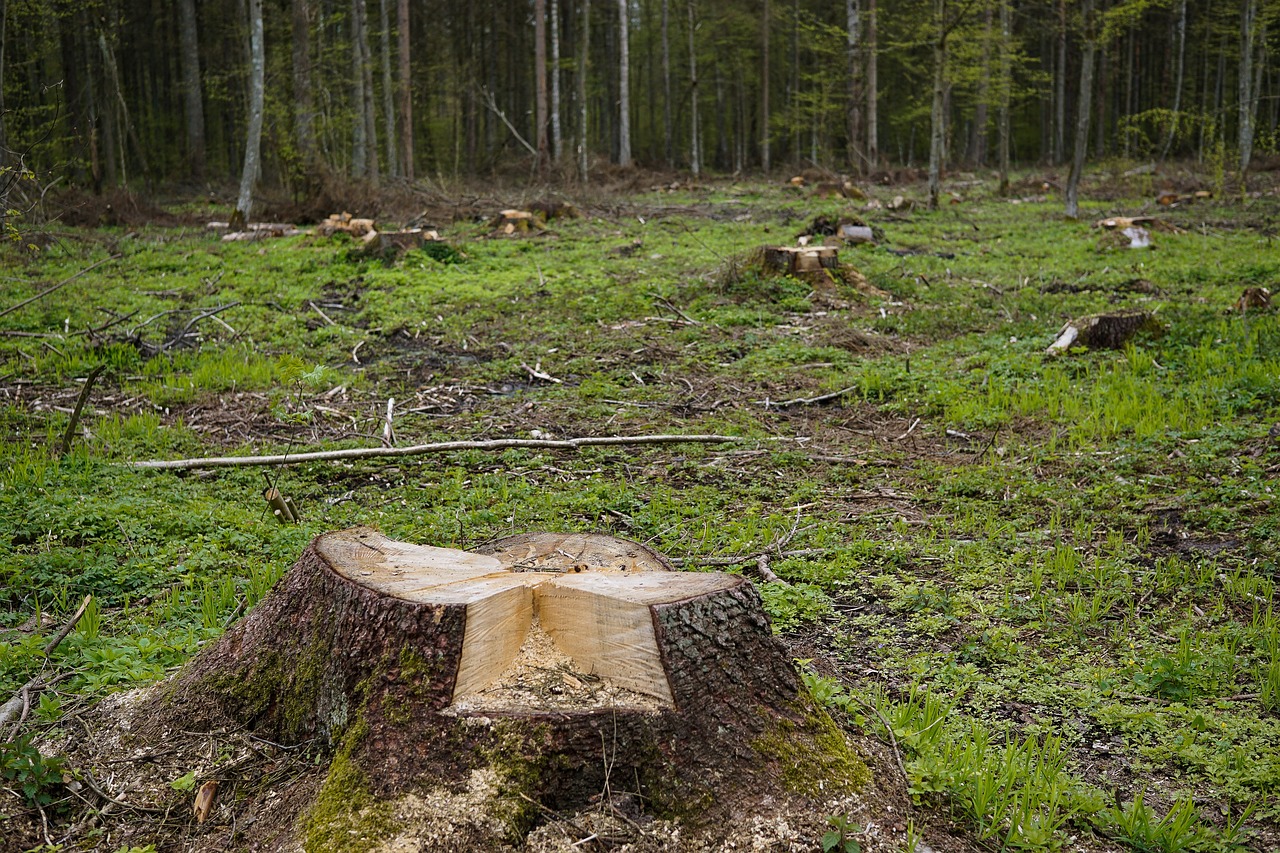 découvrez les enjeux de la déforestation, ses impacts environnementaux et des solutions pour préserver nos forêts et la biodiversité mondiale.