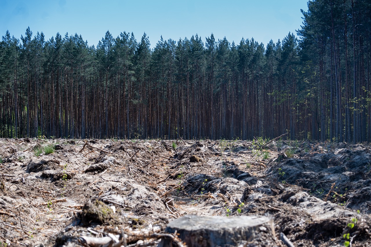 découvrez l'impact de la déforestation sur notre planète, ses causes, ses conséquences sur la biodiversité et les mesures à prendre pour protéger nos forêts vitales. engagez-vous à préserver notre environnement et à promouvoir des solutions durables.