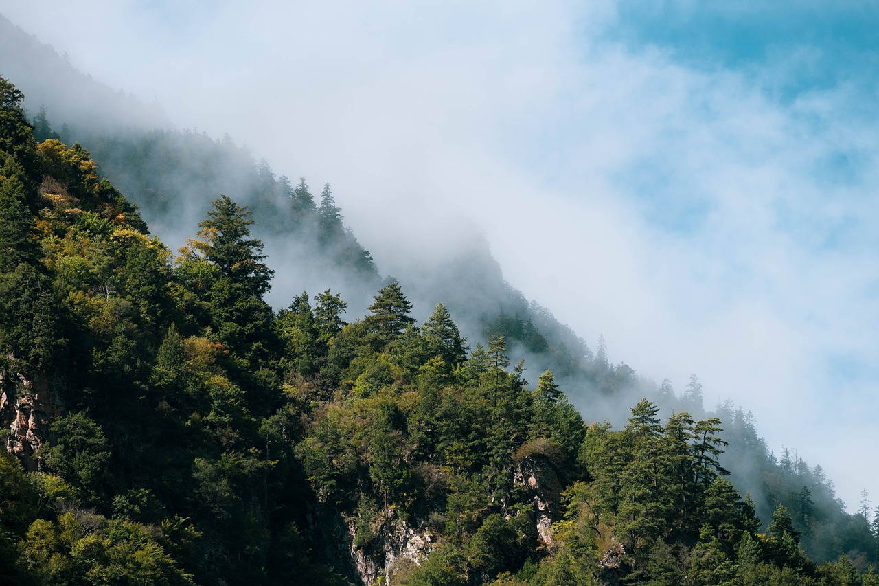 découvrez l'univers fascinant des forêts, véritables poumons de notre planète, abritant une biodiversité exceptionnelle et jouant un rôle crucial dans la régulation du climat. explorez leur beauté, leur importance écologique et les efforts pour les préserver.