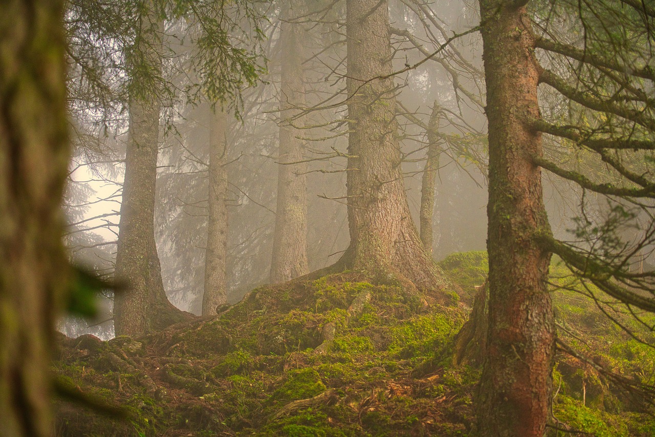 découvrez la beauté et l'importance des forêts, ces écosystèmes vitaux qui abritent une biodiversité exceptionnelle et jouent un rôle essentiel dans la régulation du climat et la préservation de notre planète.