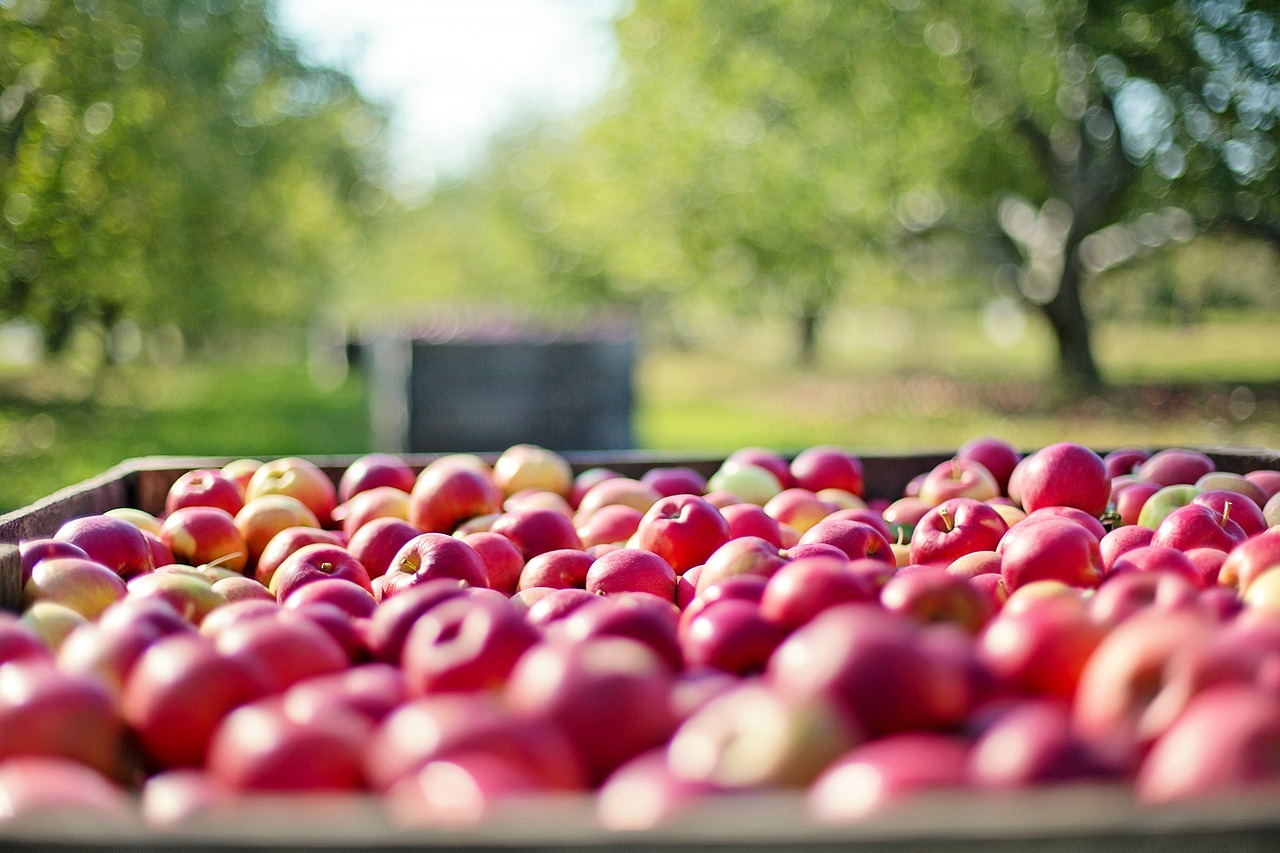 découvrez l'agriculture biologique, une méthode respectueuse de l'environnement qui privilégie des pratiques durables et l'utilisation de produits naturels. apprenez-en davantage sur ses bienfaits pour la santé, la biodiversité et la préservation de notre planète.