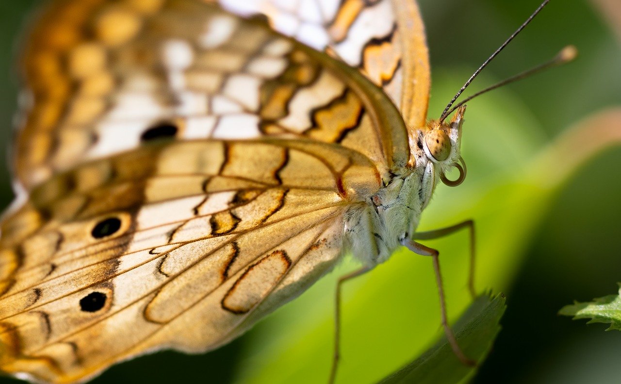 découvrez l'importance des pollinisateurs dans notre écosystème. apprenez comment ces insectes essentiels, tels que les abeilles et les papillons, contribuent à la pollinisation des plantes et à la biodiversité. explorez des solutions pour protéger ces espèces en déclin et soutenir notre environnement.