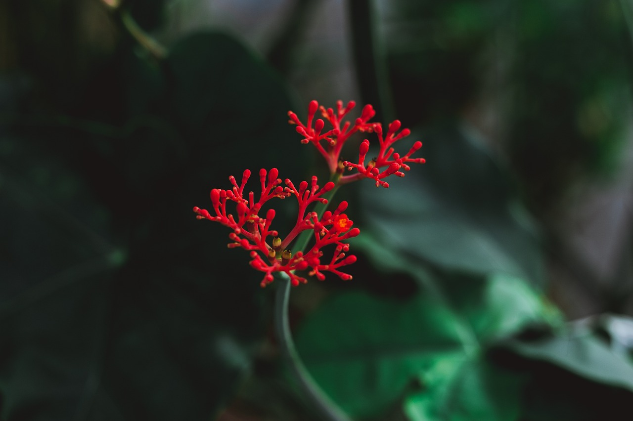 découvrez la richesse et la diversité des forêts tropicales, des écosystèmes vitaux pour notre planète, abritant une faune et une flore exceptionnelles. plongez dans l'un des derniers refuges de biodiversité et comprenez l'importance de leur préservation pour l'environnement et l'humanité.