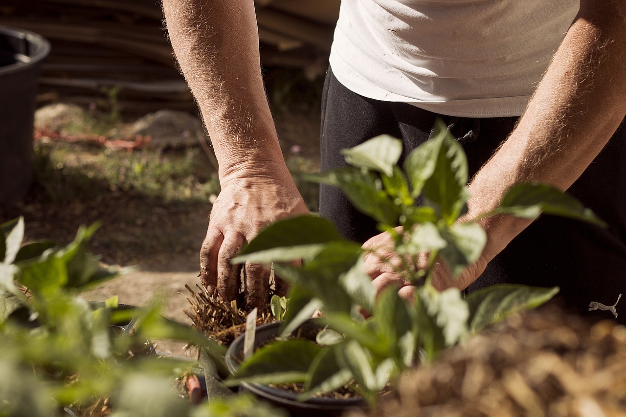 Planter des arbres : un geste simple pour la planète