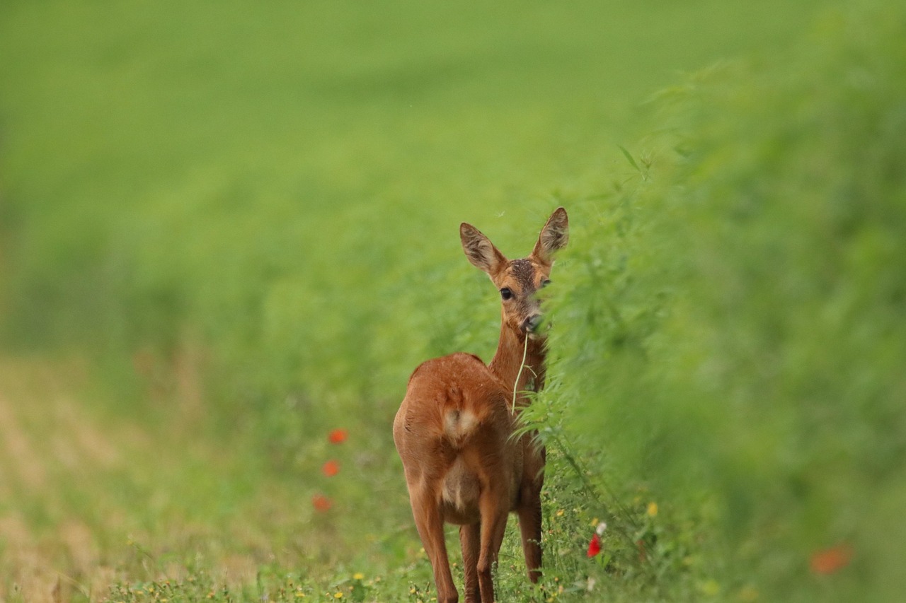 découvrez la richesse et l'importance de la biodiversité, un élément clé pour la santé de notre planète et le bien-être des générations futures. explorez les différentes espèces, leurs habitats et les menaces qui pèsent sur notre écosystème.