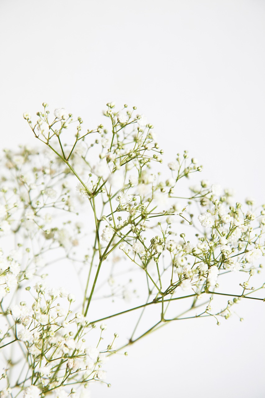 découvrez la beauté des jardins botaniques, véritables sanctuaires de la biodiversité. plongez dans un univers floral enchanteur où la nature s'épanouit à travers des collections de plantes rares et exotiques, tout en apprenant sur l'écologie et la préservation de l'environnement. une expérience mémorable pour les amoureux de la nature!