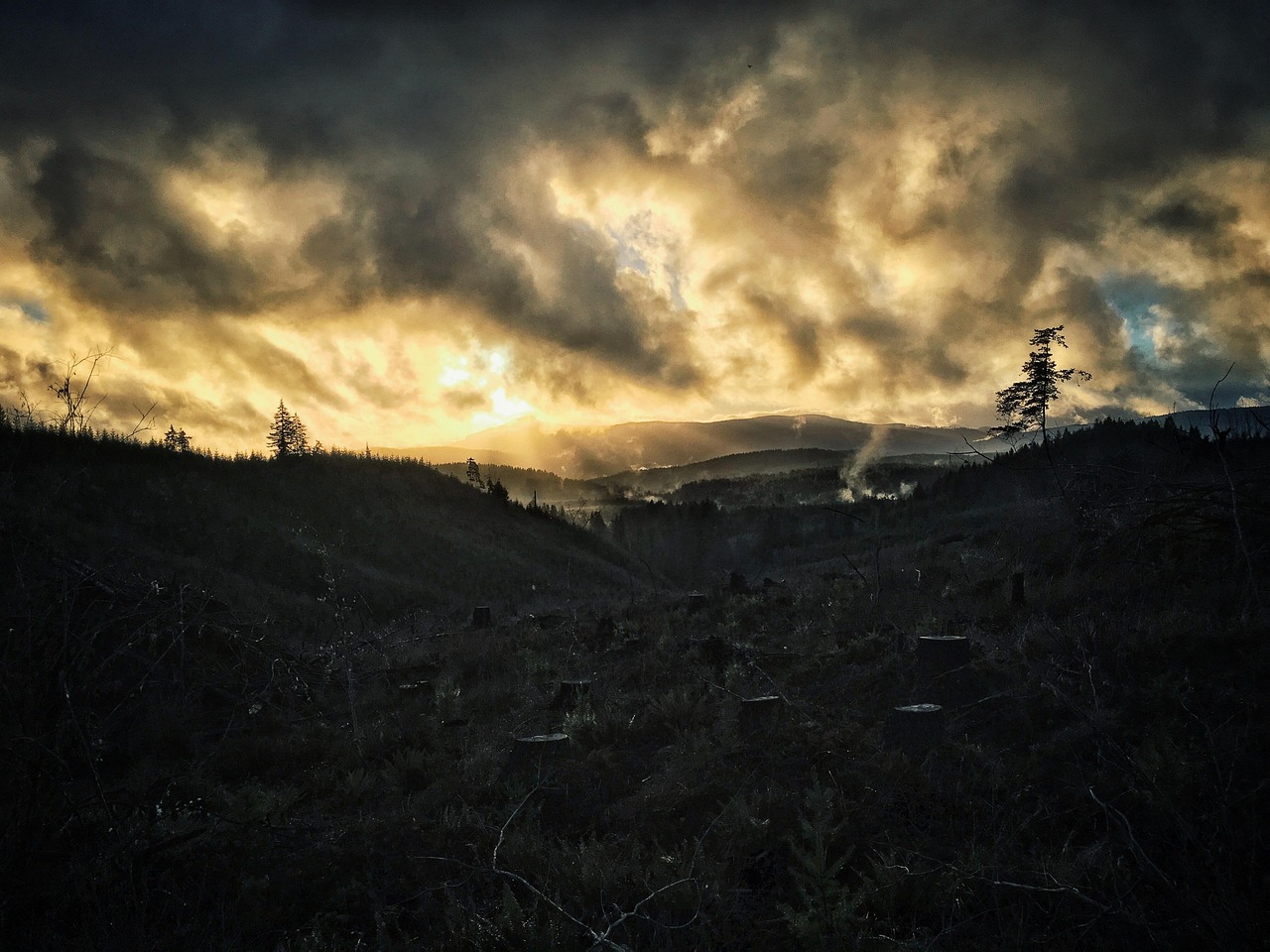 la déforestation est une problématique environnementale majeure qui entraîne la destruction des écosystèmes forestiers, la perte de biodiversité et l'amélioration des changements climatiques. découvrez les causes, les conséquences et les solutions pour préserver nos forêts.